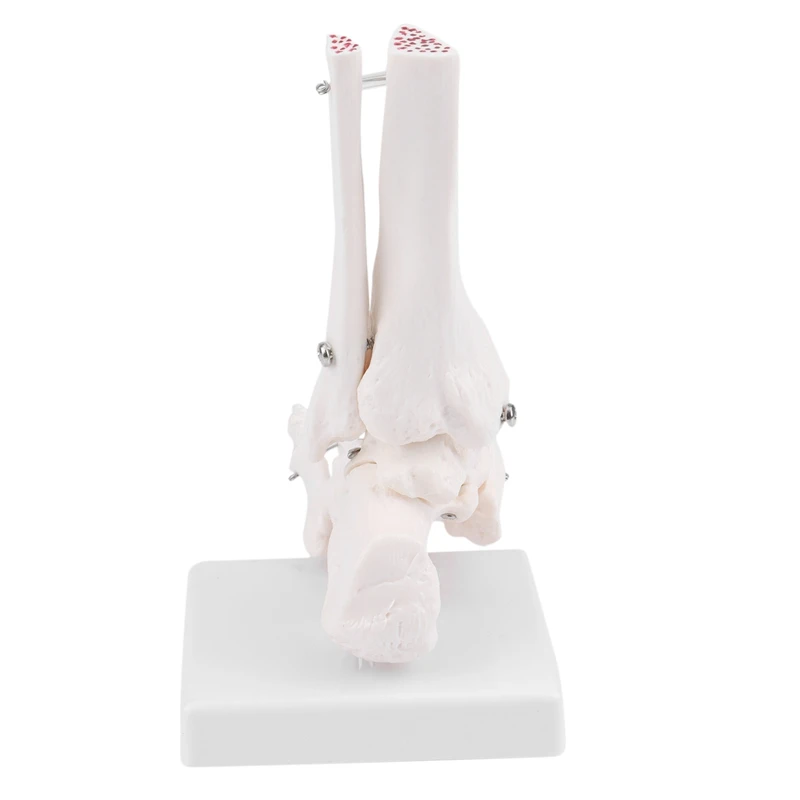 Human Skeleton Foot Anatomy Model Foot And Ankle With Shank Bone Anatomical Model Anatomy