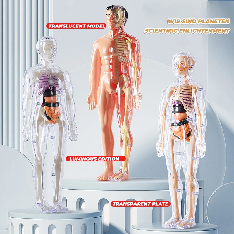 Kinderen Speelgoed Anatomie Vroeg Onderwijs 3D Simulatie Menselijk Skelet Structuur Biologie Model Verwijderbare Leren Onderwijs Gereedschappen
