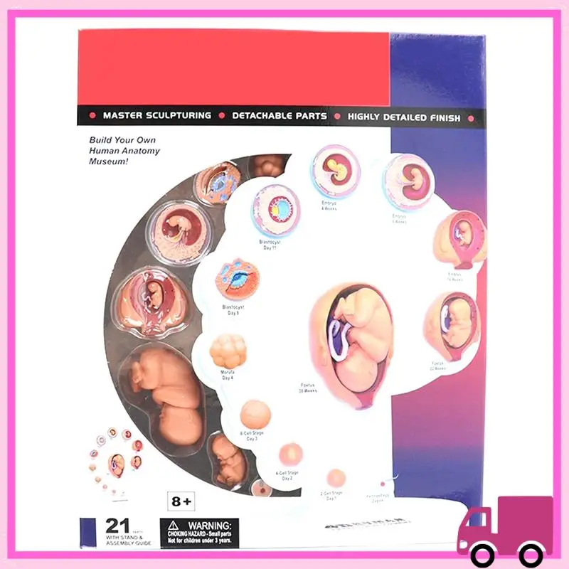 

Compact 4D Human Embryo Development Anatomical Model Fetal Growth Organ Teaching Alpinia Assembled Toys