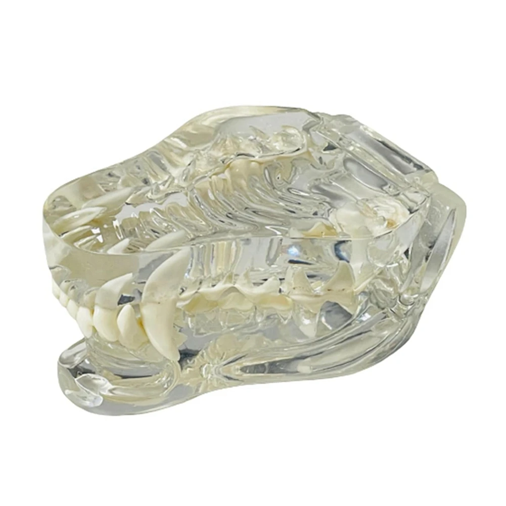 Transparent Canine Teeth Anatomical Model Dental Animals Oral Tooth Jaw for Veterinary Educational Tool (Dog)