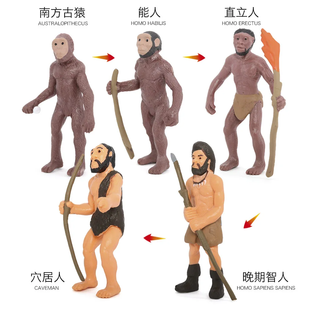 Children's science and education cognition human evolution history model ape man savage primitive man toy puzzle science and edu