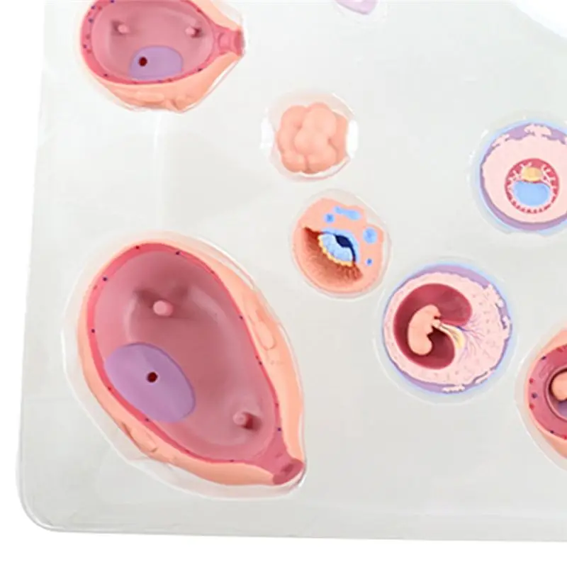Superior-4D Human Embryo Development Anatomical Model Fetal Growth Organ Teaching Alpinia Assembled