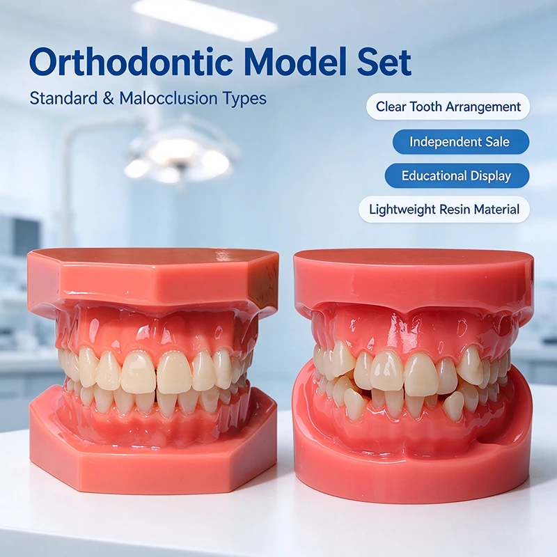 Dental Malocclusion/Standard Demonstration Correction Model Dentist Practicing Adhesive Bracket Model Correction Teaching Mold