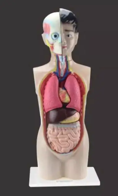 Teenagers human half body torso model 70CM medical biology anatomical torso model