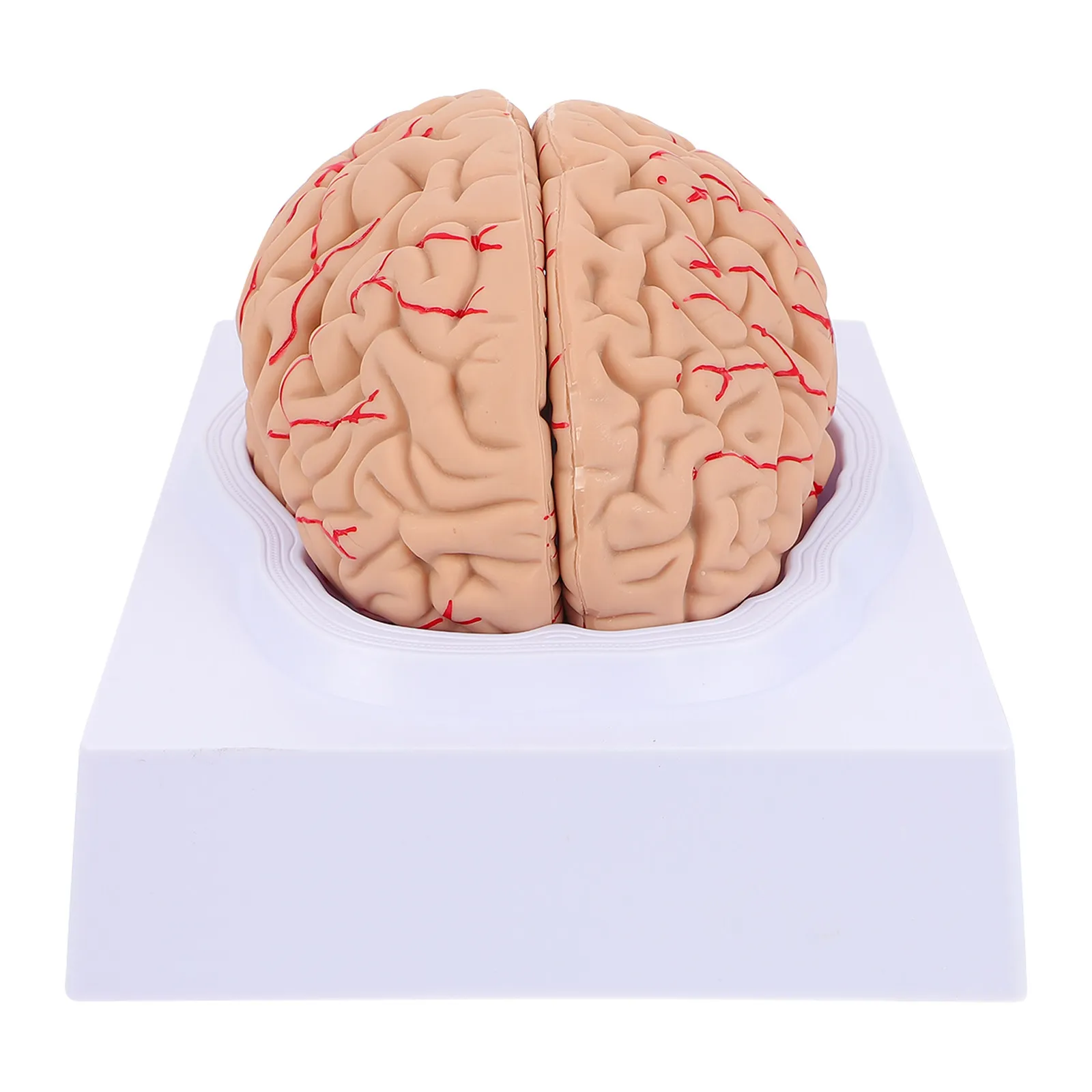 

1Pcs Human Brain Anatomical Teaching for Science Nursing Anatomy Study Medical Cerebrovascular Model