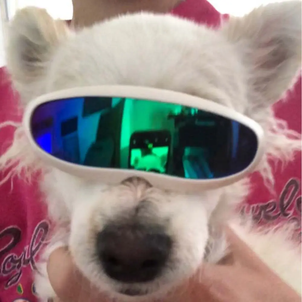 Fashion Cute Cat Sunglasses UV Protection Multicolor Dog Glasses Funny Daily Photography Props Handsome Pet Eyewear