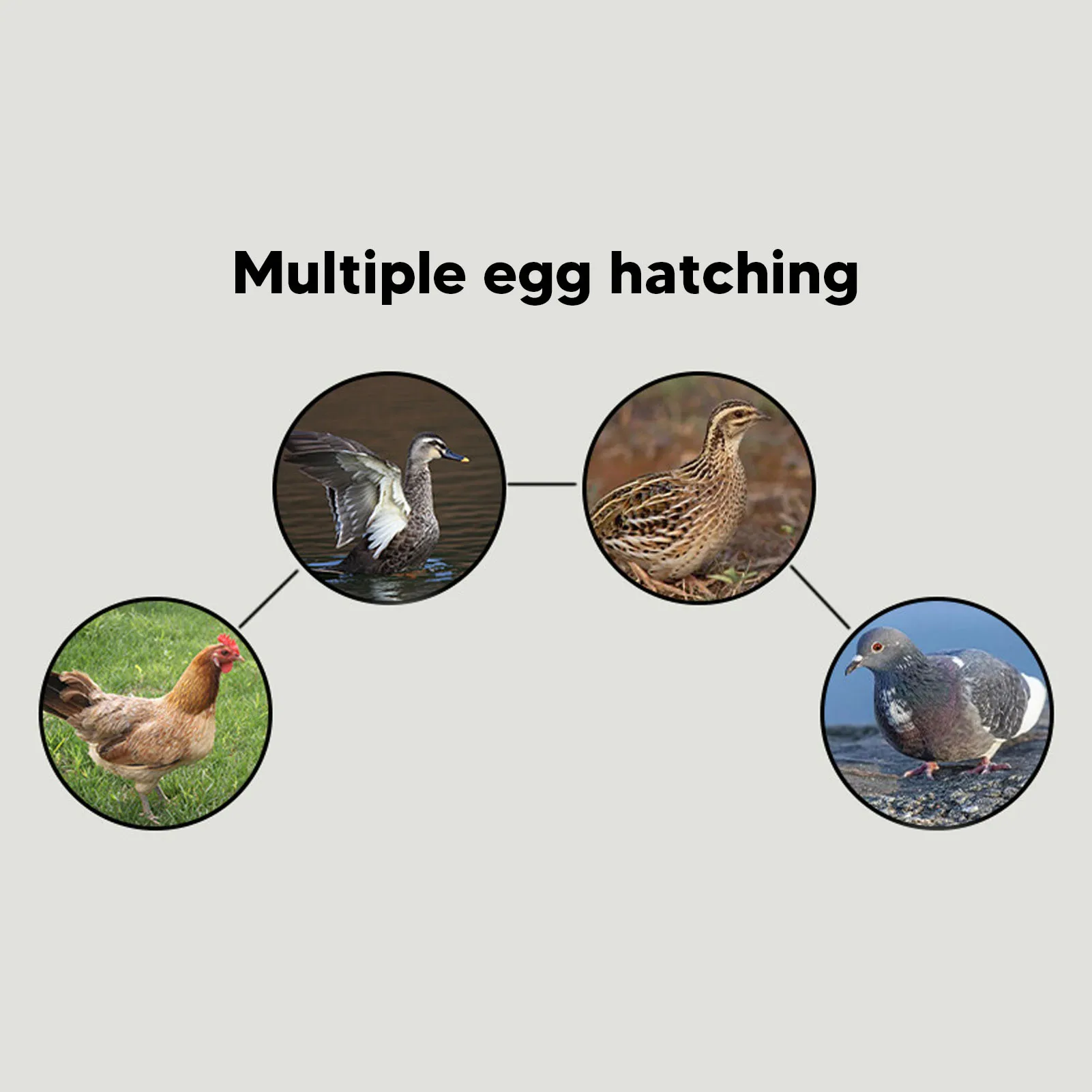 24개 계란 용량 플립 에그 트레이 가정용 소형 인큐베이터 액세서리