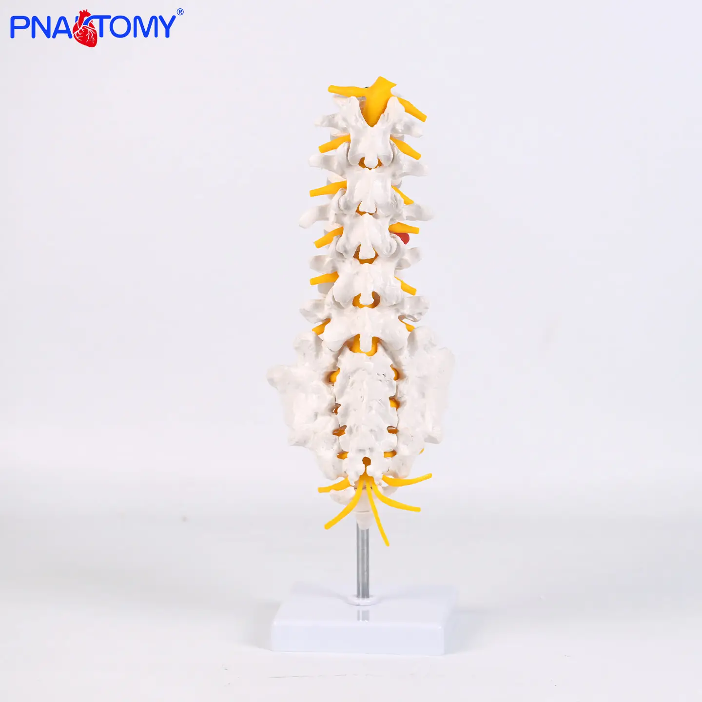 

Sciatic Neuroskeletal Model of 5 Lumbar Vertebrae with Coccyx in Human Body