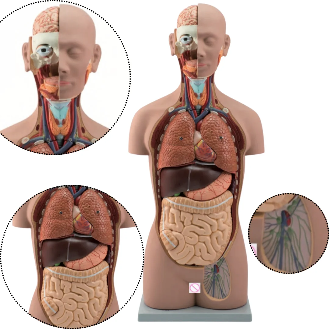 

Two Sexes Human Torso Model 85cm 23 Parts Medical Science Anatomical Simulator Teaching Aids for Medicine College Biology Study