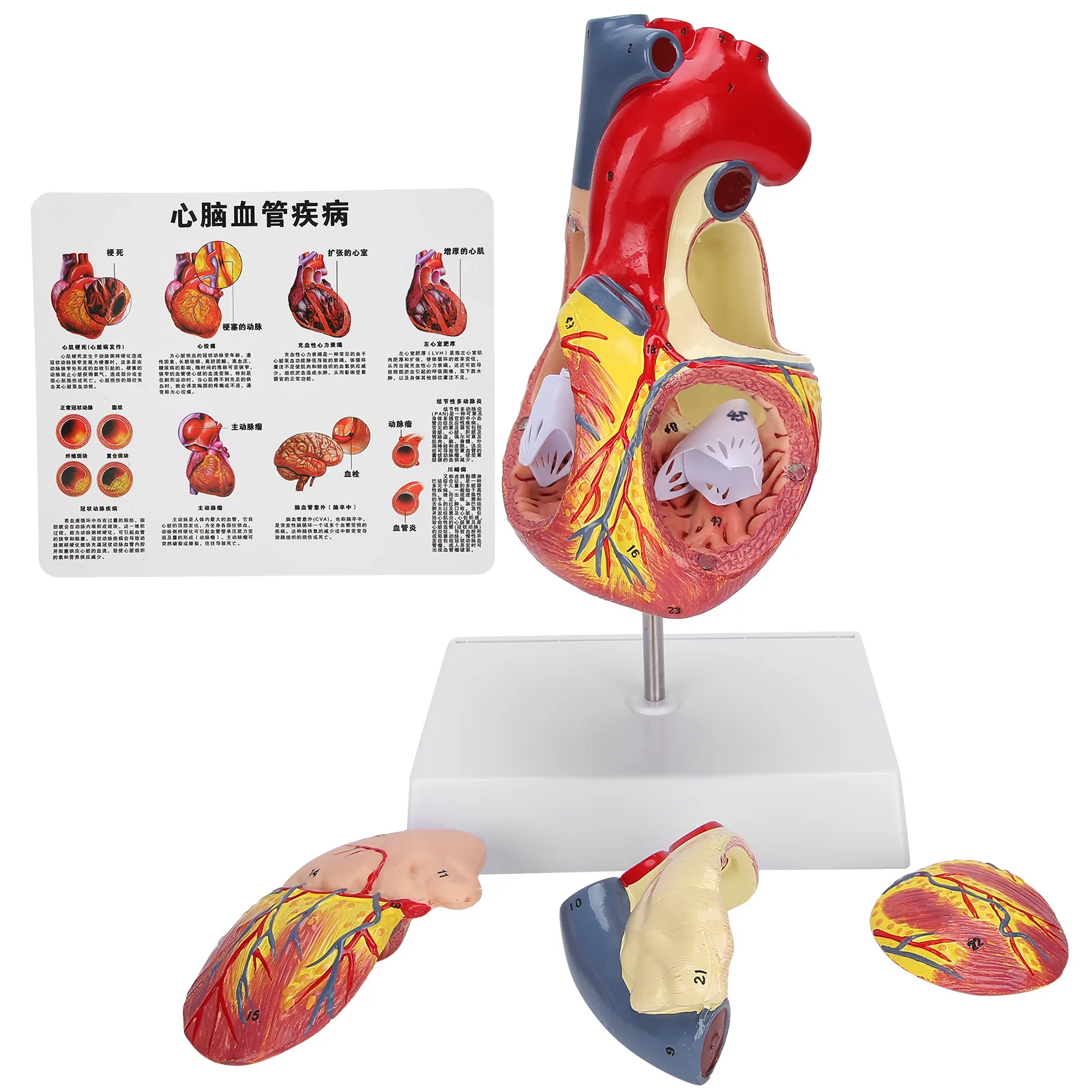 2X Life Size Heart Model Human Heart Teaching Model Simulation Heart Organ Model Heart Model Heart Organ Model Human Heart Model