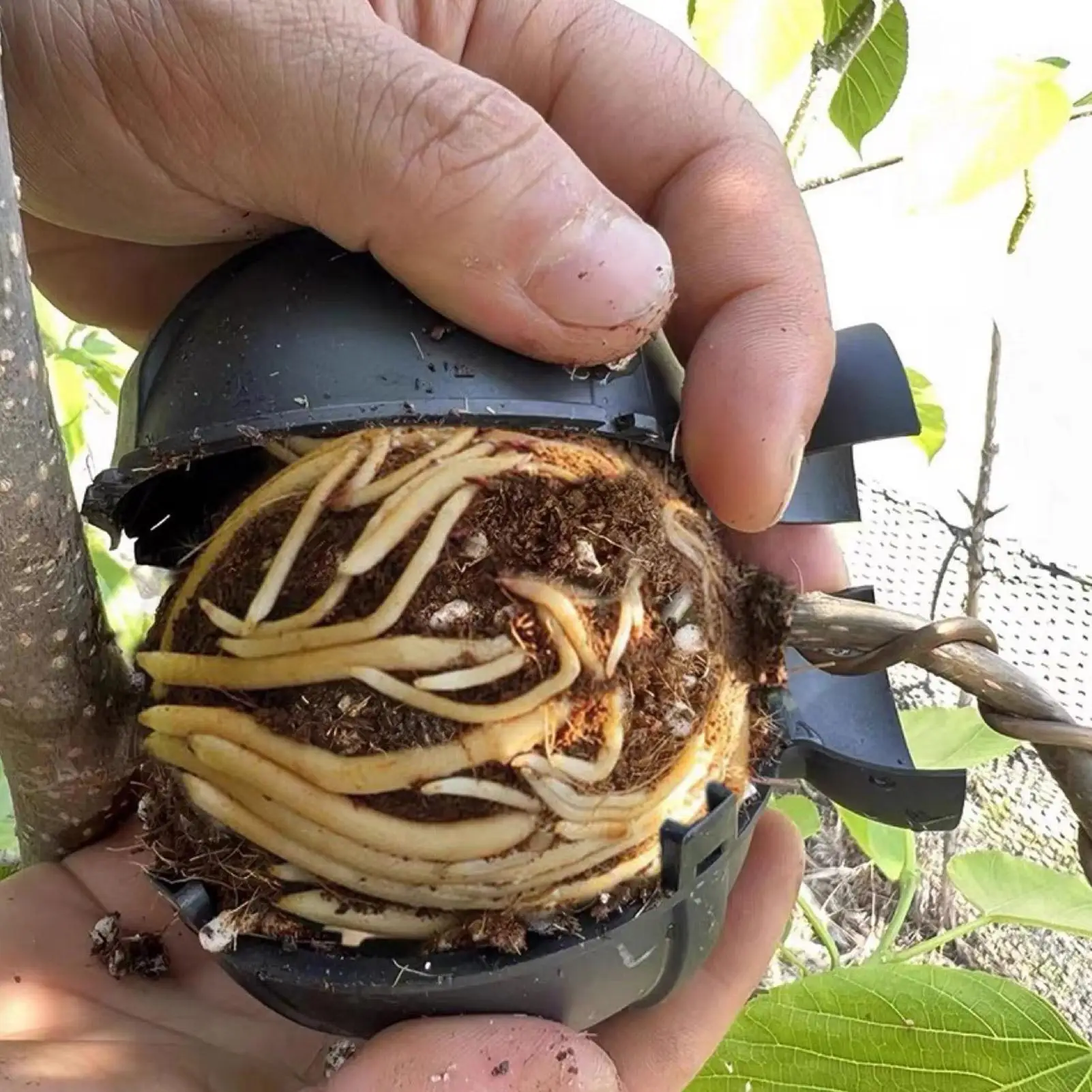 1 PC Plant Rooting Ball Nursery Ball Safety Locks Propagation Grow Case Hydroponics Fast Propagation Grafting Rooting Ball