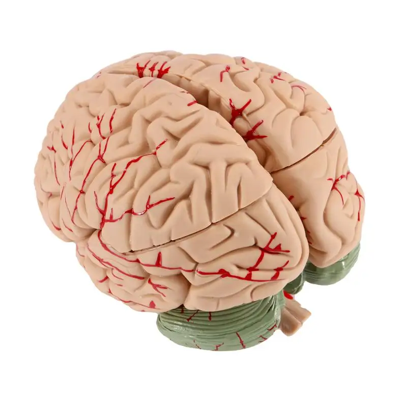 

Human Brain Model Anatomically Accurate Brain Model Human Brain Anatomy for Science Classroom Study Display Teach Medical Model