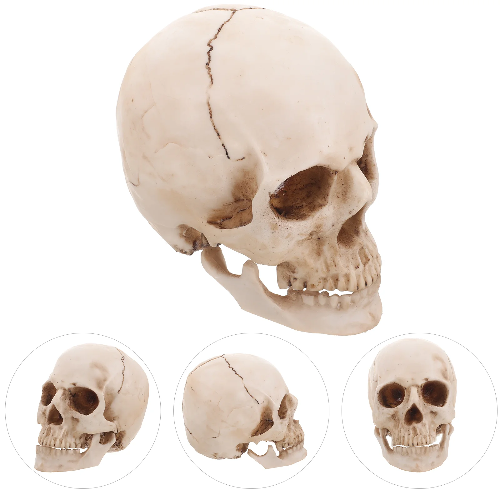 Skull Decor Model Medical Teaching Anatomical and Tracing Use Human for