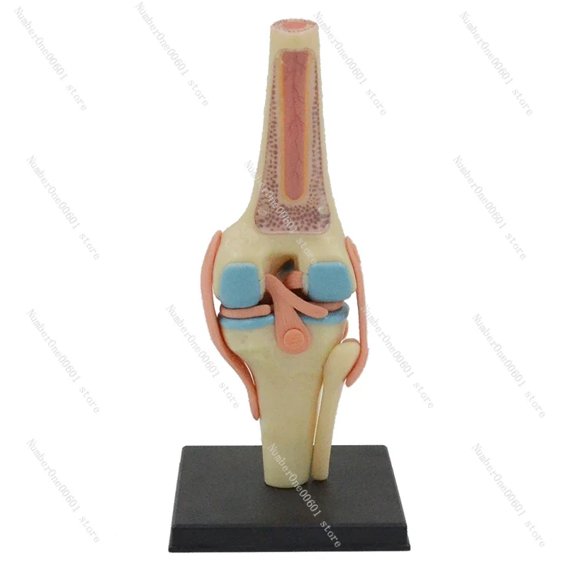 Removable Knee Model Anatomy Skeletal Ligaments Meniscus Knee