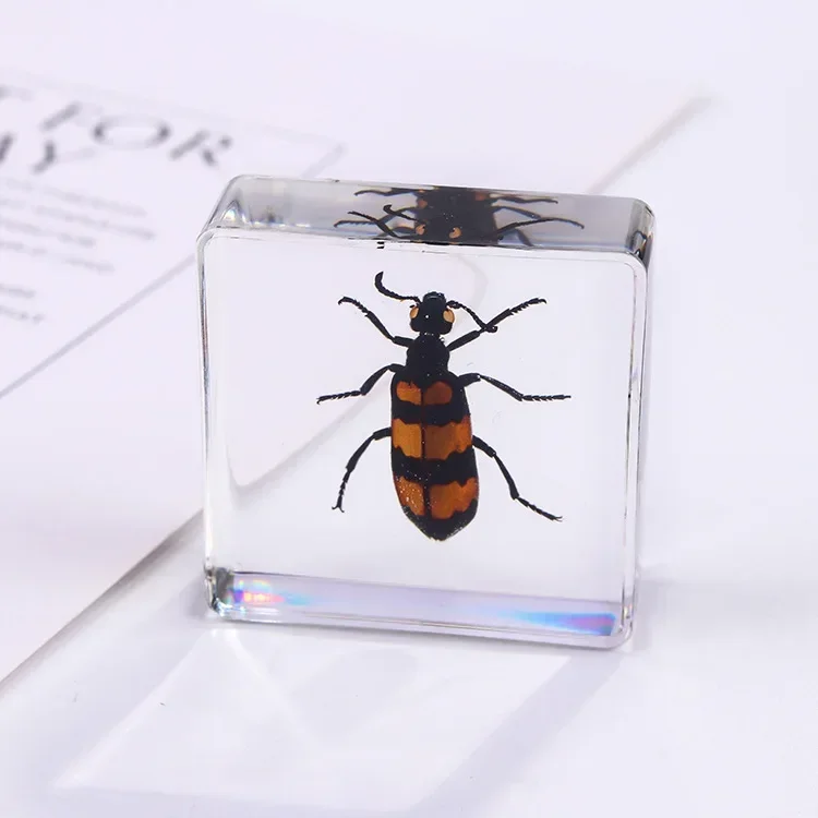 Vierkant insectenspecimen van hars, extra cognitieve leermiddelen, dierenspecimen, kunstmatig amber handwerkornament