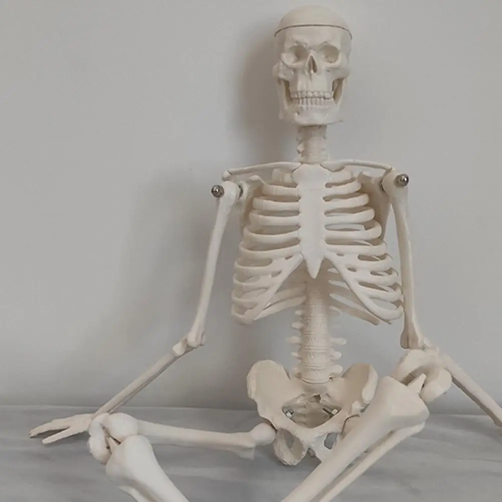 Medical Anatomical Skeleton Human Skeleton Model Scientific Model for Anatomy