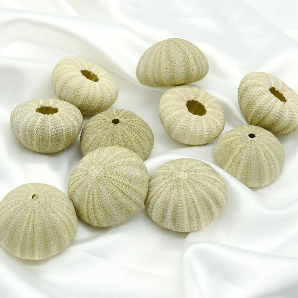 Sea Urchin Specimen Ornament For Zhuolangge Marine Life Collectible Home Decor Aesthetic Air Plant Display Vessel