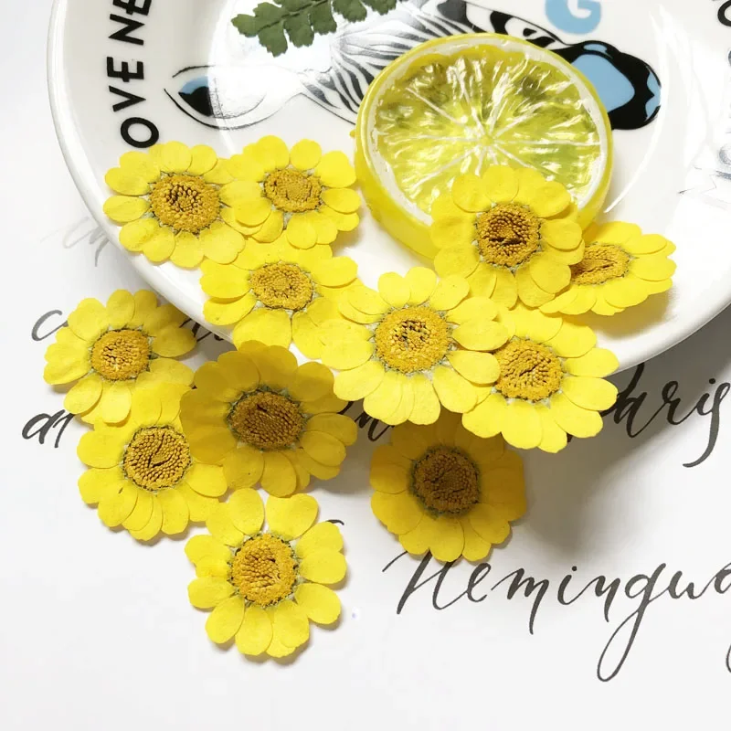 60pcs 25-35mm Pressed Dried Yellow Chrysanthemum Multicaule Flower Plant Herbarium For Jewelry Postcard Bookmark Phone Case DIY