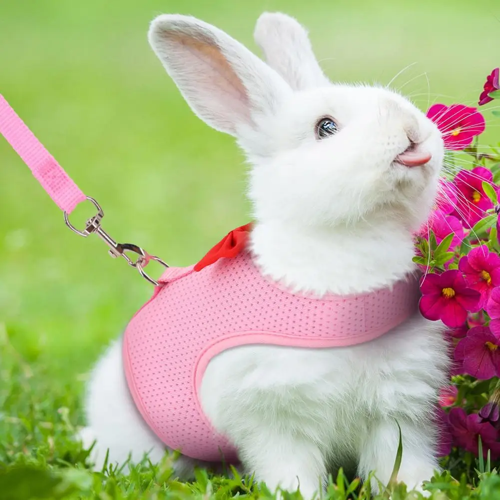 

1 Set Rabbit Harness and Leash Stylish Bow Decoration Small Animal Outdoor Walking Harness and Leash Set Cute Clothes