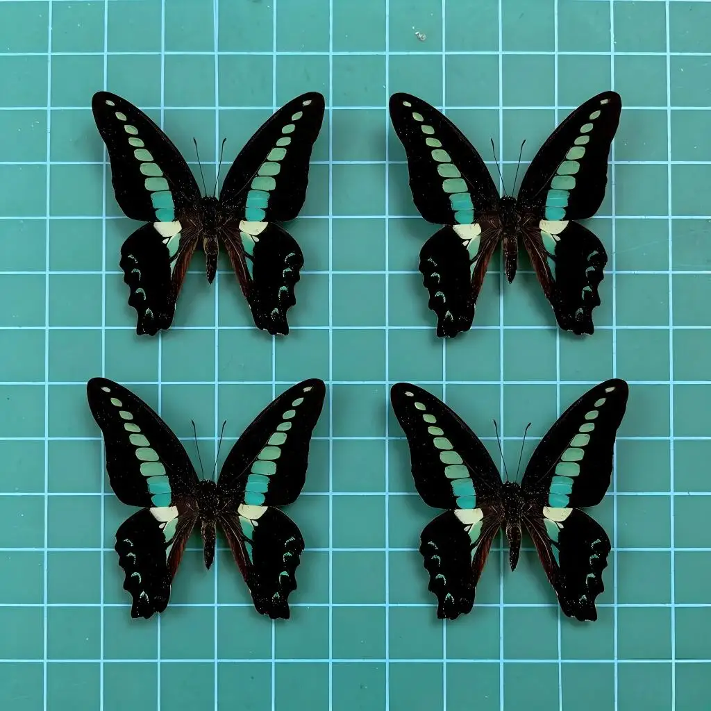 5-50pcs Graphium sarpe Butterfly Specimens | Bulk Insect Collection for Crafts, Home Decor, Curio Display & Natural History Art