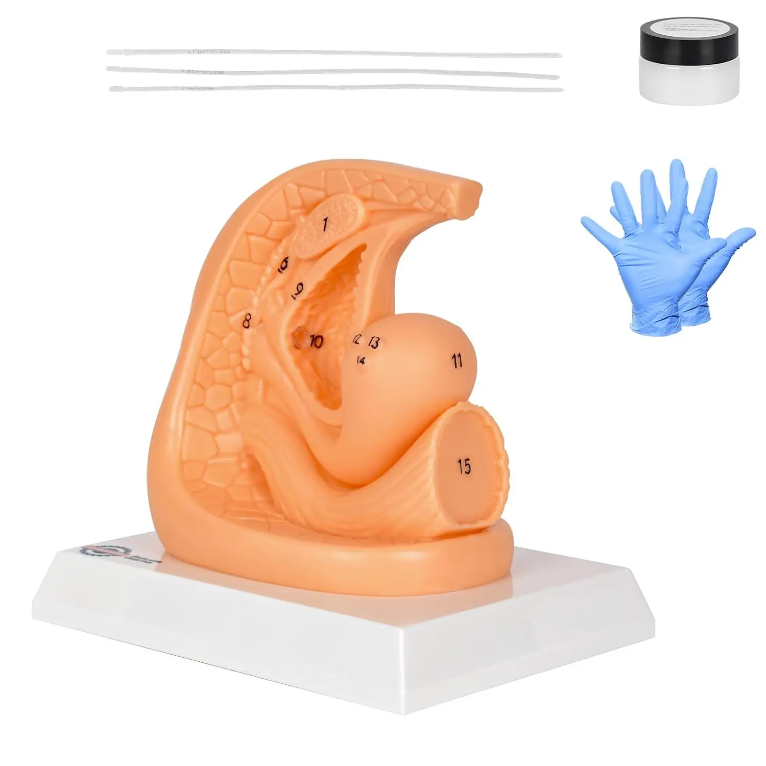 Female Catheter Insertion Practice Anatomy Model Urinary Catheterization Insertion Training for Medical Nursing Skill Education