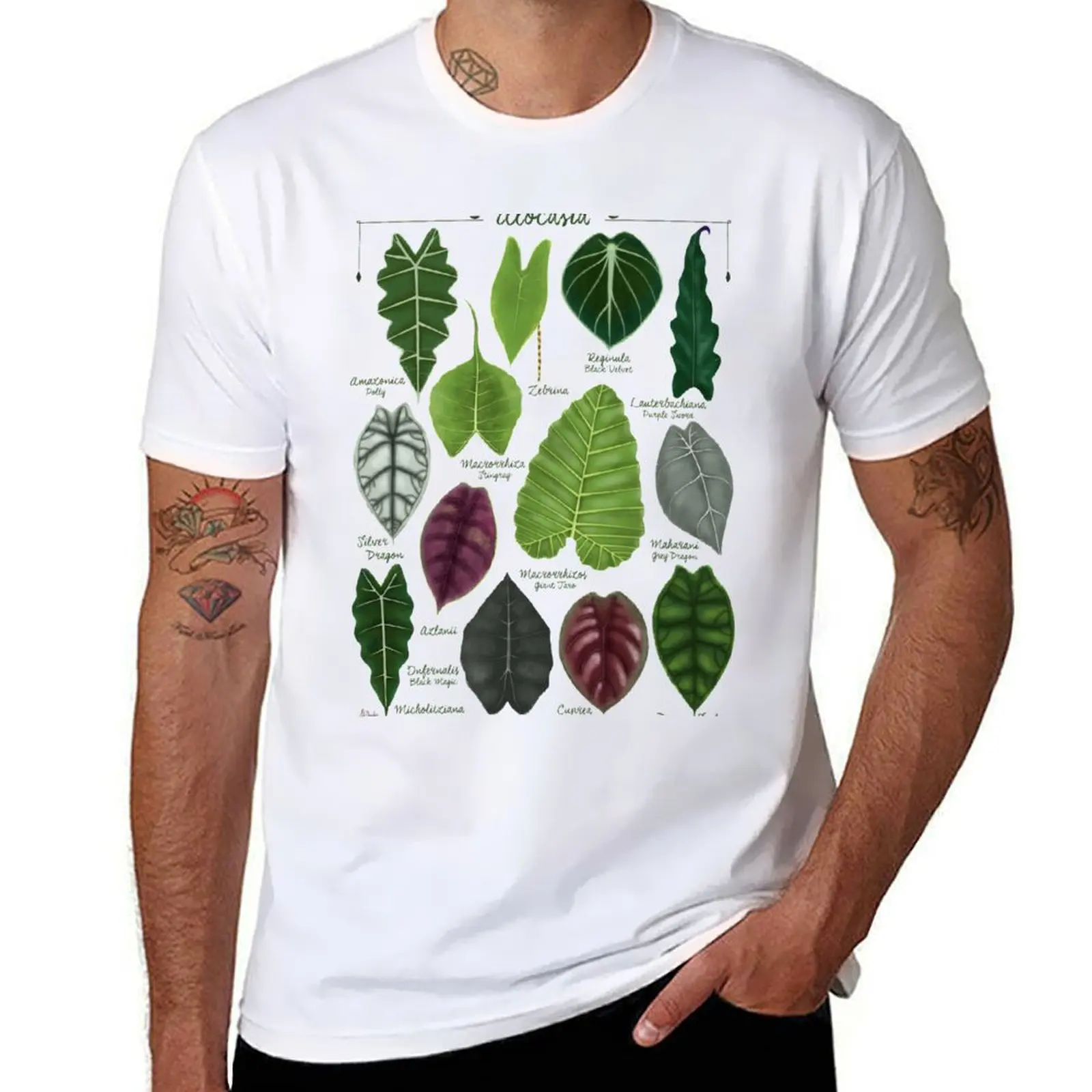 

Alocasia leaf species illustration & pattern T-Shirt cotton t shirt man man tshirt T-Shirt