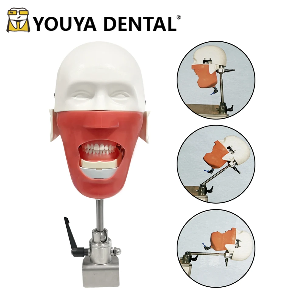 Dental Simulator Manikin Phantom Dental Models With New Style Bench Mount For Dentist Pinched on the table Teaching Model