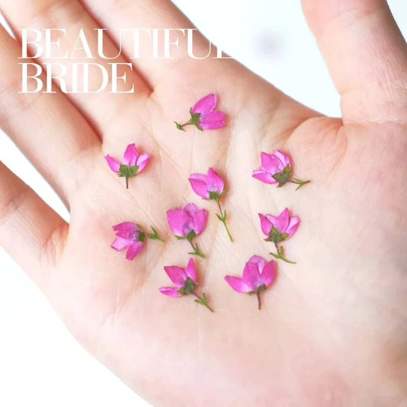 40 قطعة/1-1.5 سنتيمتر ، رأس زهرة صغيرة مضغوطة الطبيعة ، زهور مرافقة لتقوم بها بنفسك ماكياج الوجه بالتنقيط الغراء جراب هاتف المرجعية إطار صور النبات