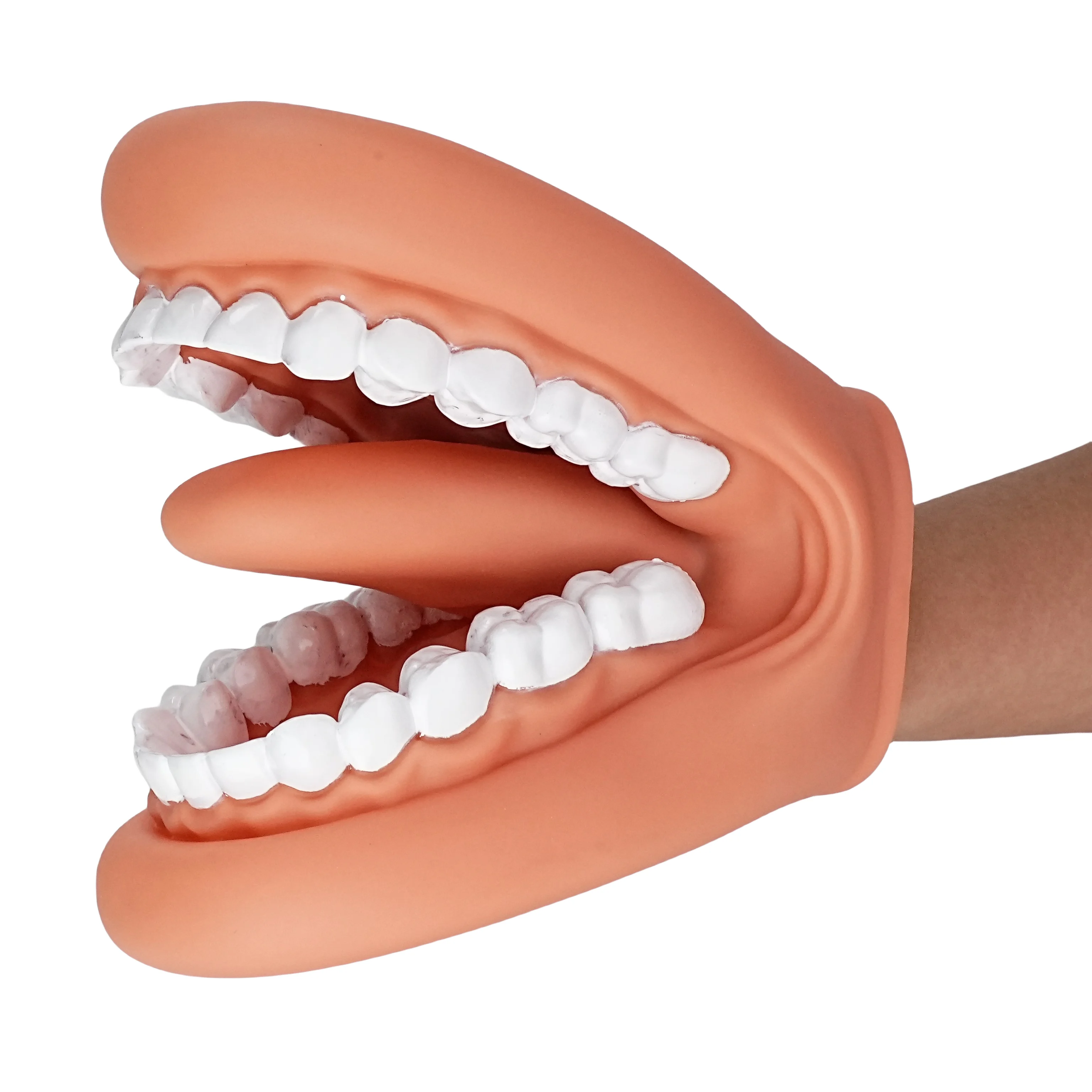 mouth model for speech kids hand puppet dentes cuidado modelo 28 dentes 01