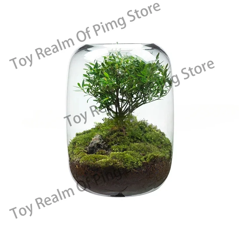 Creative Desktop Moss Micro Landscape Bonsai, Easy To Preserve Green Plants, Glass Flower Pots, and Potted Plants