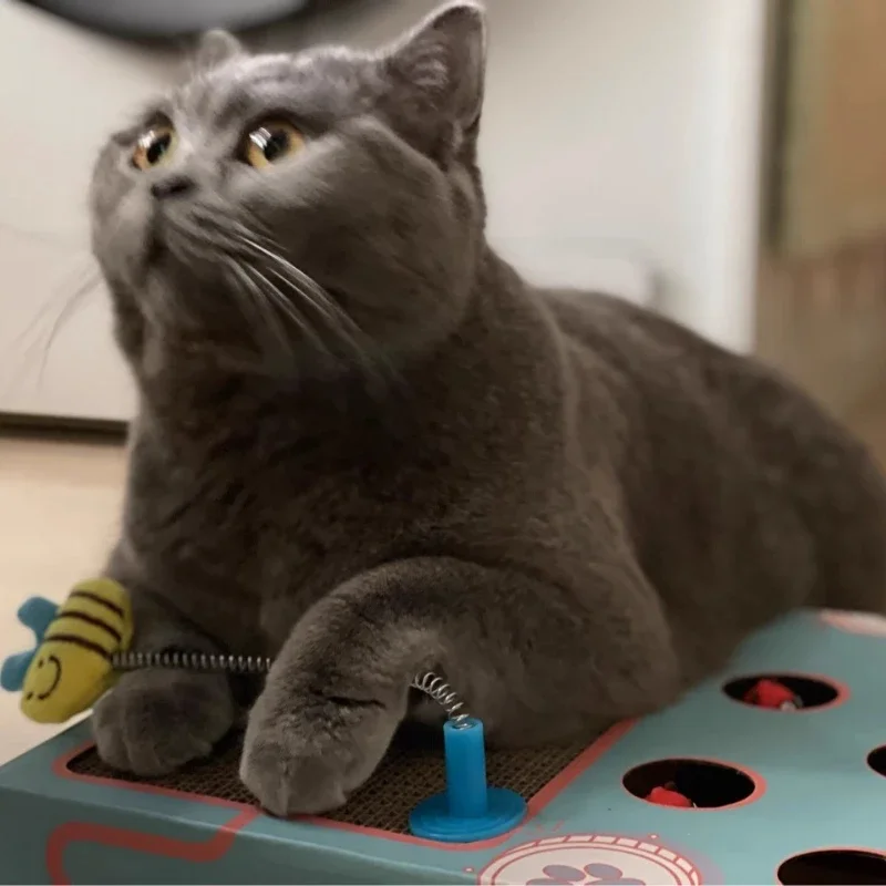 

Cat Scratching Board & Whack-a-Mole Toy - Interactive Multifunctional, Ideal for Grinding Claw & Play Rest