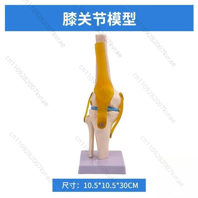 Multi-joint Bone Silicone Training Model, Human Skeleton Structure Teaching Tool