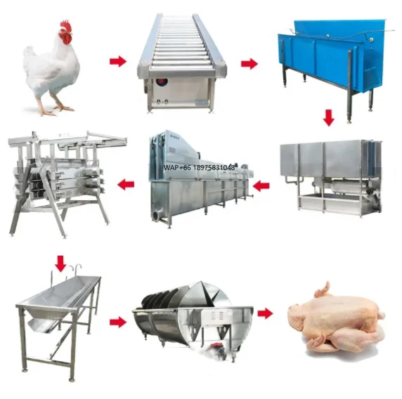 Equipo Avanzado Multifuncional para Granjas Avícolas, Línea de Procesamiento de Sacrificio de Aves de Corral, Máquina de Sacrificio de Pollos para Venta al por Mayor