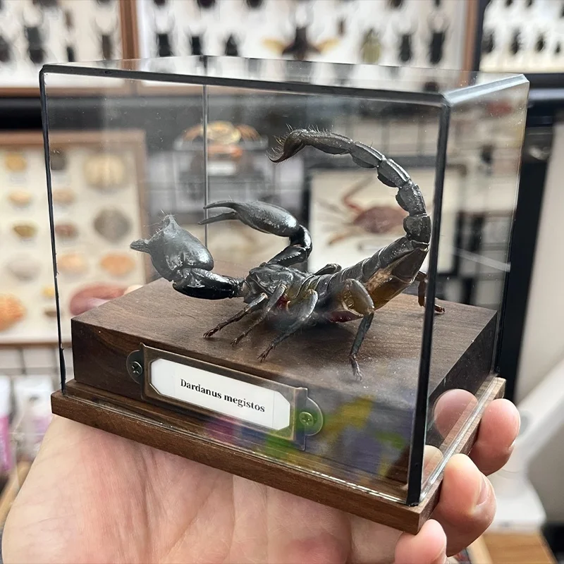 Real Heterometrus Petersii Taxidermy Authentic Black Scorpion Specimen With Walnut Showcase Home Decor Ideal Gift Collection