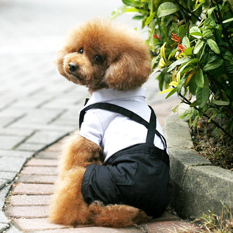 Traje de casamento para cães e gatos, smoking chihuahua fofo casaco de cachorro pet, roupas de cachorro príncipe chihuahua gravata borboleta