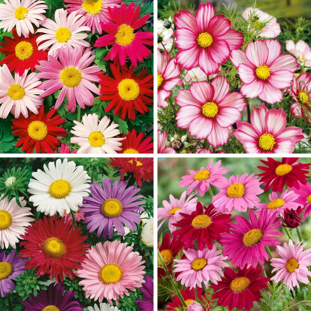

Diamond Painting Aster Flower Art September Birth Abstract Floral Full Drill Square DIY Diamond Embroidery Rhinestone Picture