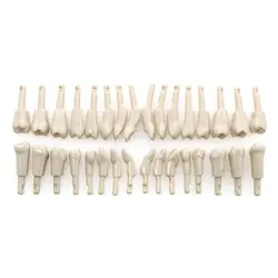 Dental Tooth Model Removable Compatible With KaVo Basic Teeth teeth Retention Mechanism Practice and Teaching