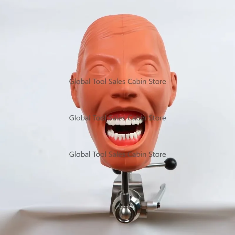 Nissin  Manikinsphantom Head Model Bench Mounted  Learning Model