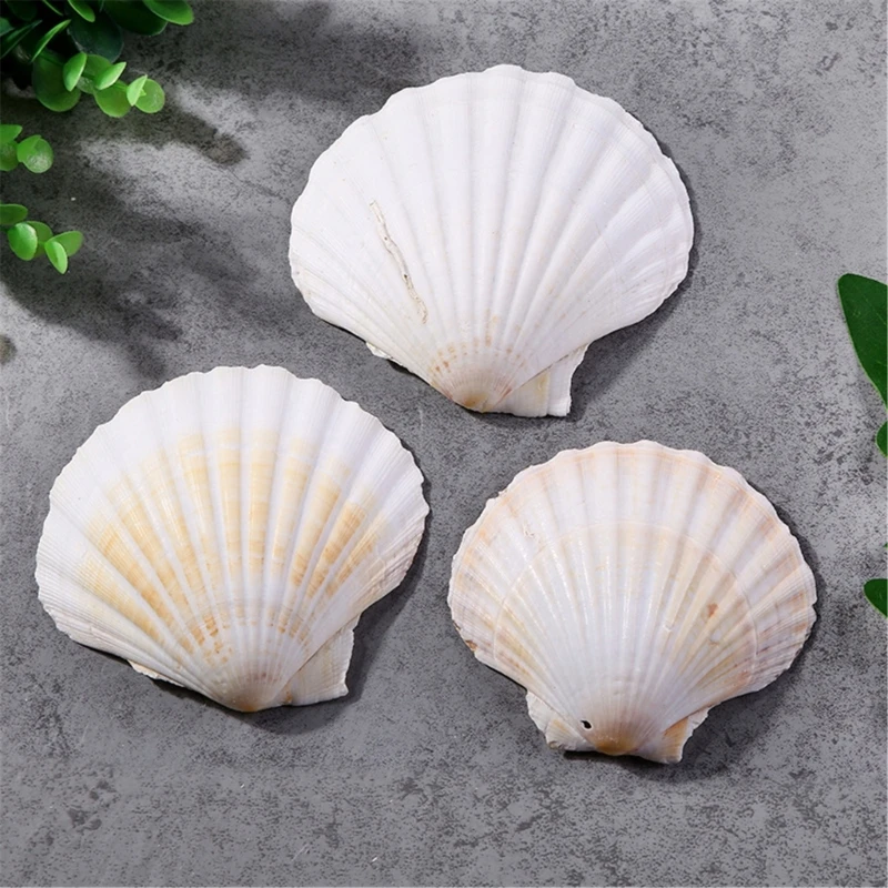 Pacote artesanal com 10 conchas grandes vieiras para decorações festas com tema do mar