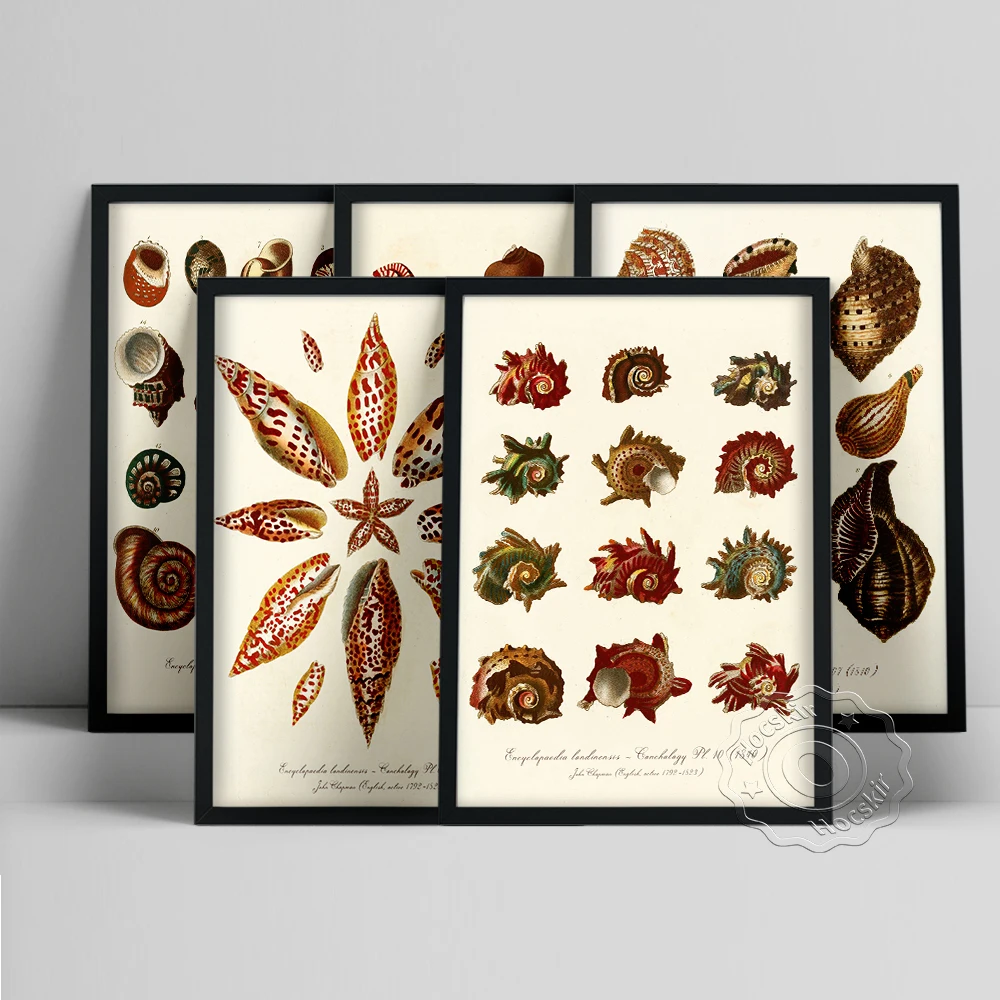 Винтажный постер с изображением раковины и иллюстраций, художественная картина на холсте, настенные художественные фотографии, украшение для школьного класса, домашний декор Винтажный постер с изображением раковины и иллюстраций, художественная картина на холсте, настенные художественные фотографии, украшение для школьного класса, домашний декор