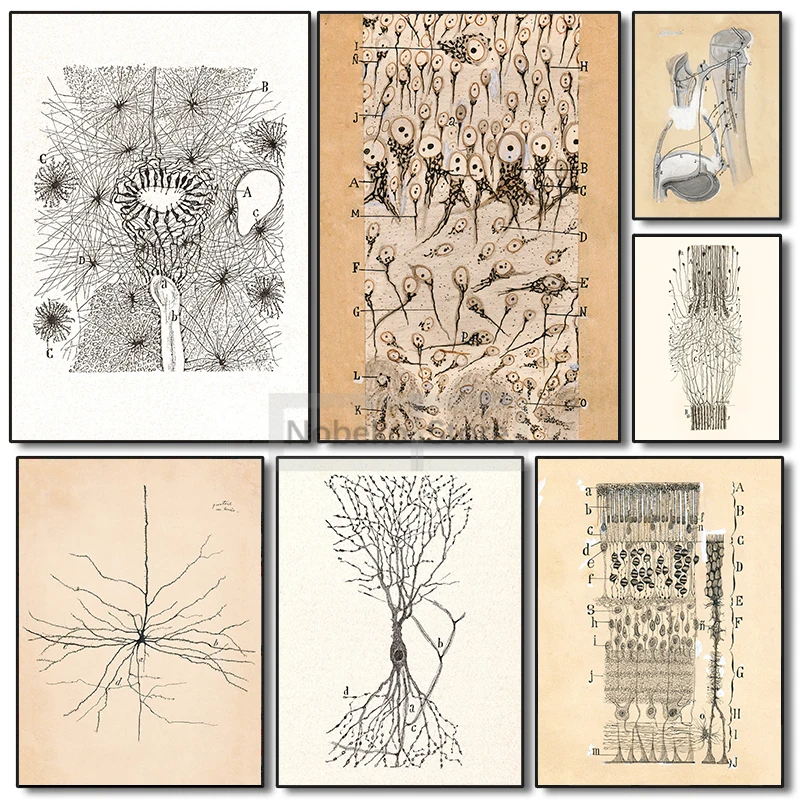 Vintage Neuron Cell Drawing Poster Anatomical illustration Neuroscience & Biology Art Prints Canvas Painting Home Room Decor