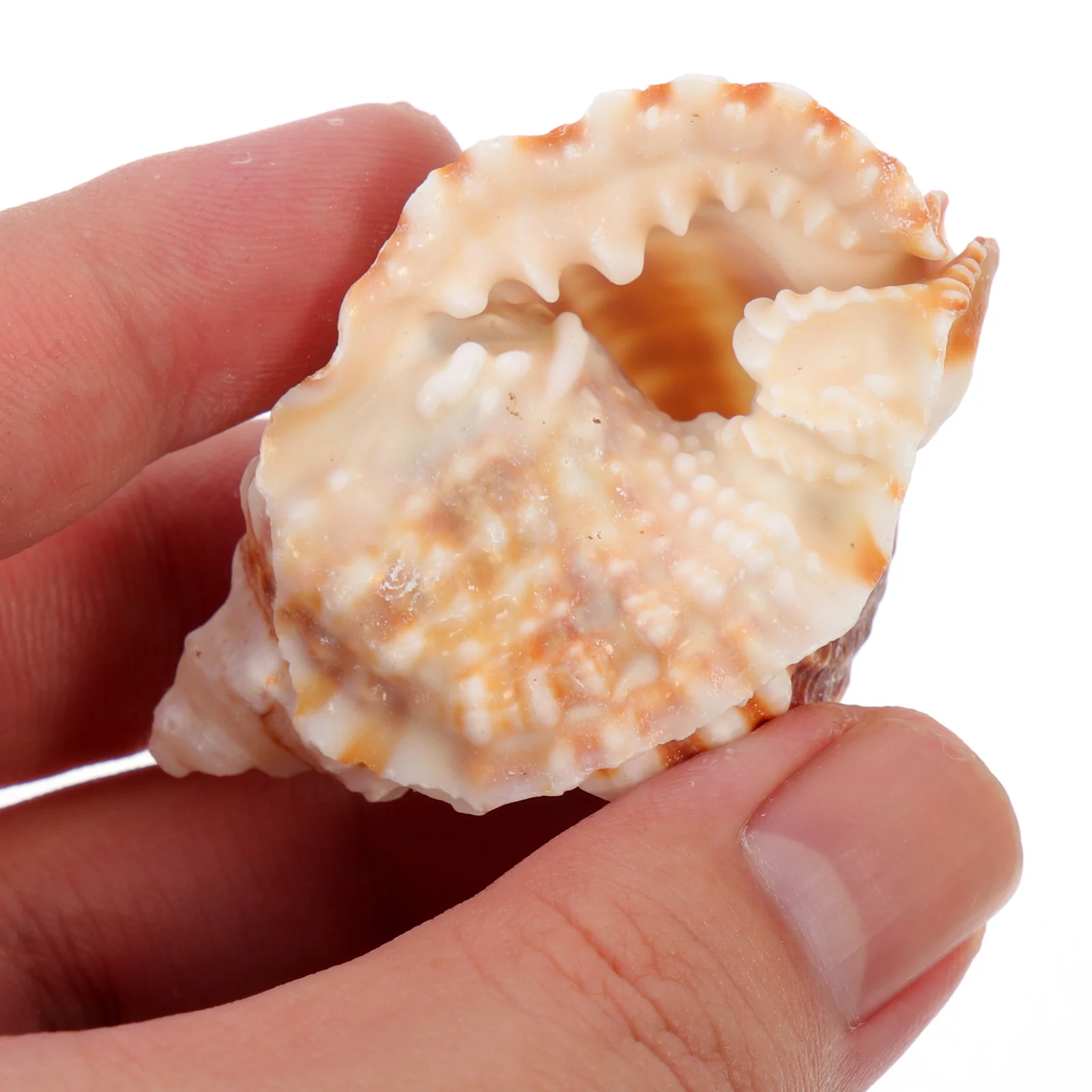 

2Pcs Natural Conch Ornament Decorative Sea Shell Creative Aquarium Fish Tank Decor Home Crafts DIY Pendant Art