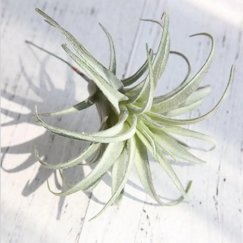 Artificial Pineapple Grass Air Plants Fake Flowers As Home Wall Decoration for Festive Party