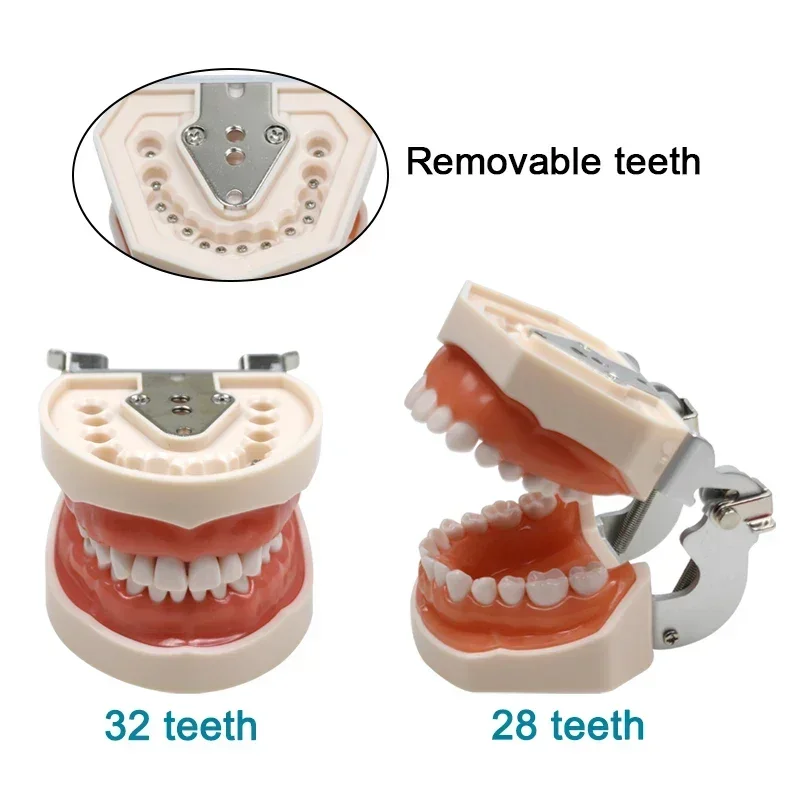 

Dental Practice Typodont Model 28/32pcs Removable Teeth Soft Gum Resin Typodont Teeth Model Dentist Practice Studying Tool