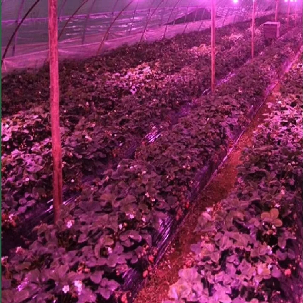 High Quality Hydroponic LED Grow Light System Full Spectrum Energy Saving for Indoor Plant Growth Harvests
