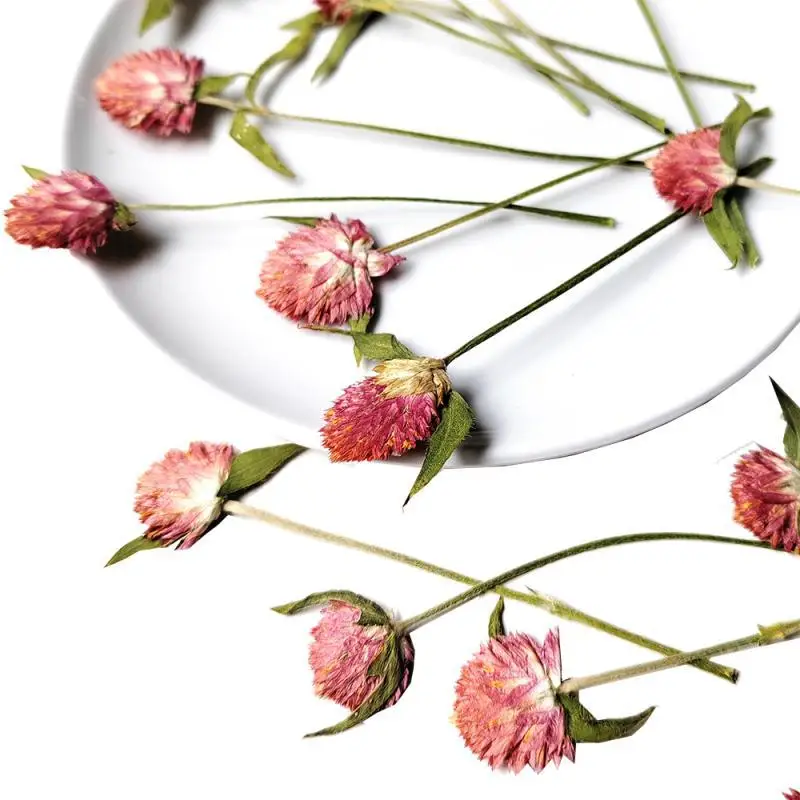 New Plant Specimens, Real Flowers with Stems, Pressed Flower Materials Kit, Epoxy Resin Phone Case, Handmade Bookmark, Desk Lamp, Photo Frame Stickers