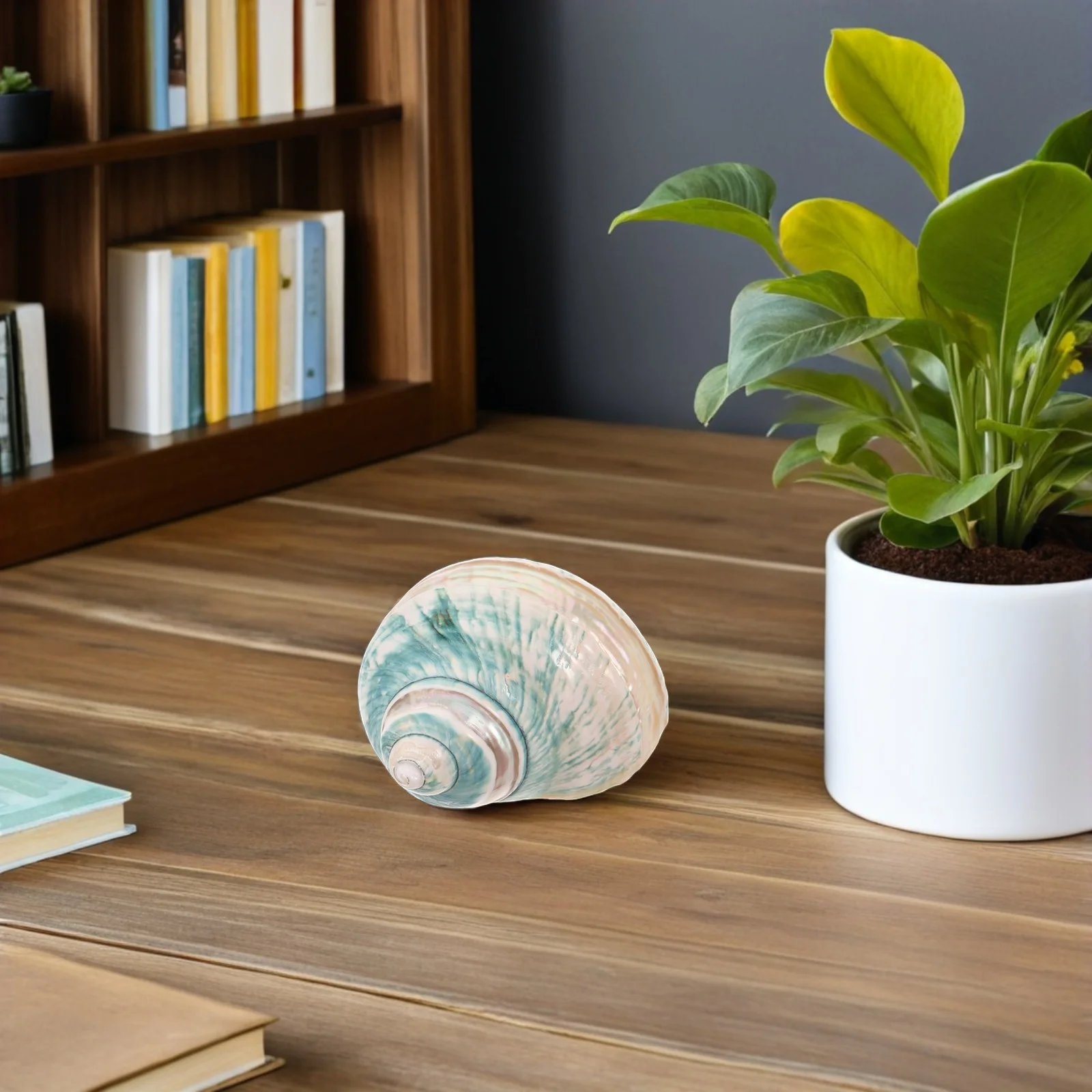 

Natural Conch Shells Ocean-Themed Specimen Collection Nautical Tabletop Decor Fish Tank Landscape Ornaments Home Decoration