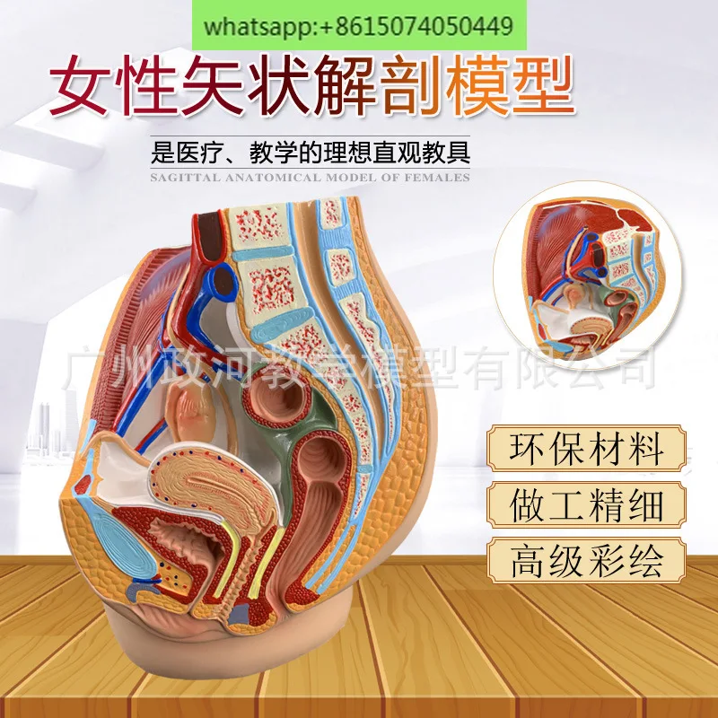 

Teaching Simulation Female Pelvic Model Female Urinary and Reproductive System Specimen Midsagittal Section Human Anatomy