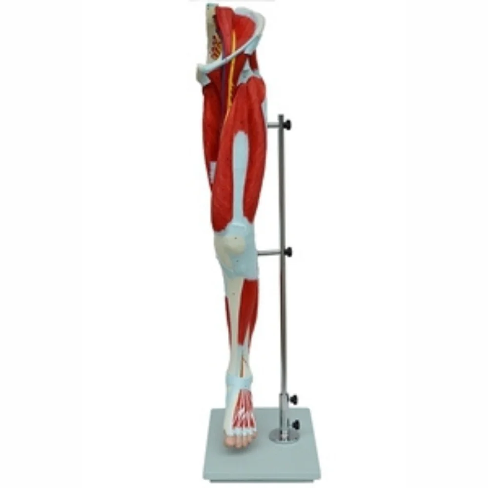 ملحق عضلات الأطراف السفلية، نموذج أعصاب الأوعية الدموية الرئيسية، محاكاة تشريح العلوم الطبية، مسمار التوجيه التعليمي