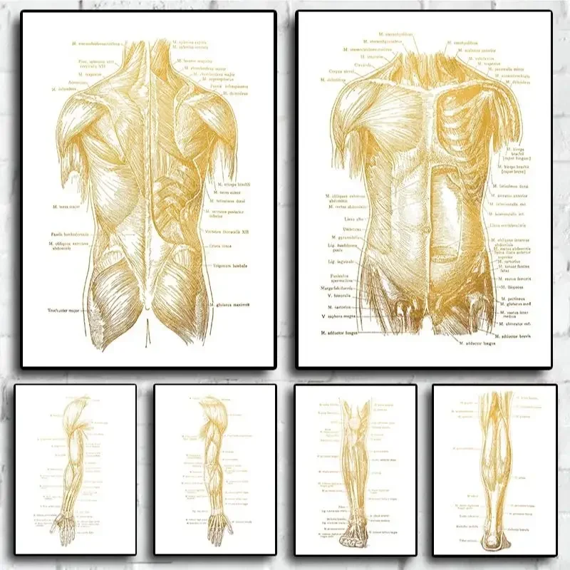 Human Body Anatomy Physical Massage Therapy Gifts Doctors Office Wall Art Painting Home Decor For Living Room Decoration Posters